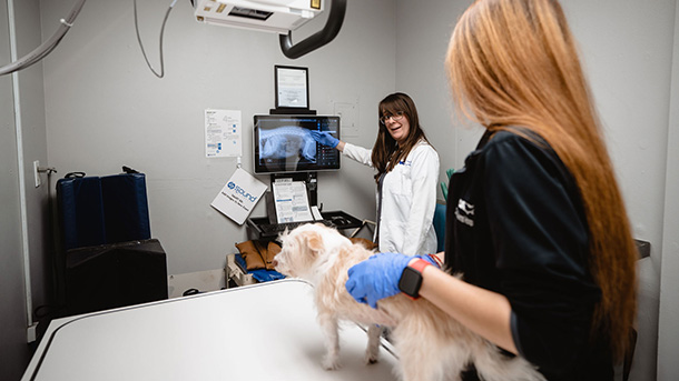 Dog getting digital x-rays taken at VCA Crocker Animal Hospital