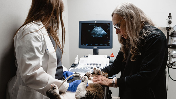Cat having an ultrasound done at VCA Crocker Animal Hospital