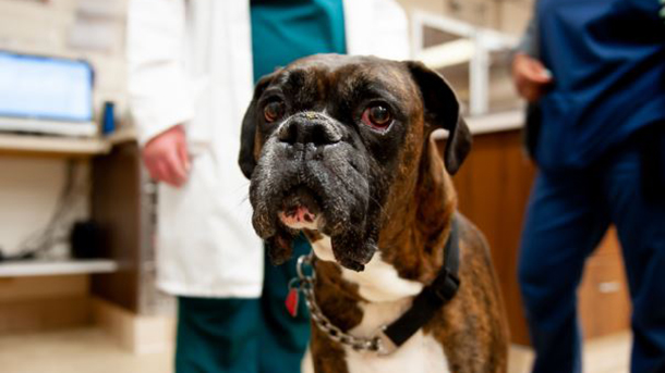 Dog at VCA Hollywood Animal Hospital