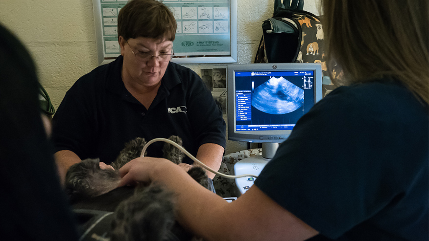 VCA South Arundel Animal Hospital Ultrasound