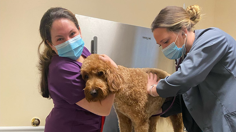 Veterinary staff with brown dog