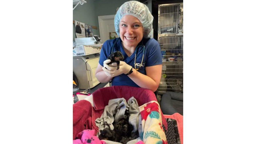 Veterinary staff caring for a tiny black puppy