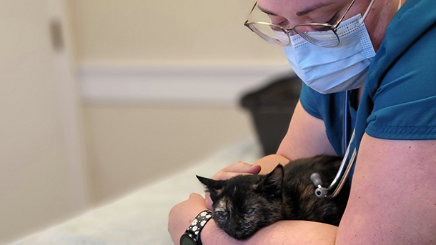 Veterinarian staff with cat at VCA Woodland Broken Arrow Animal Hospital