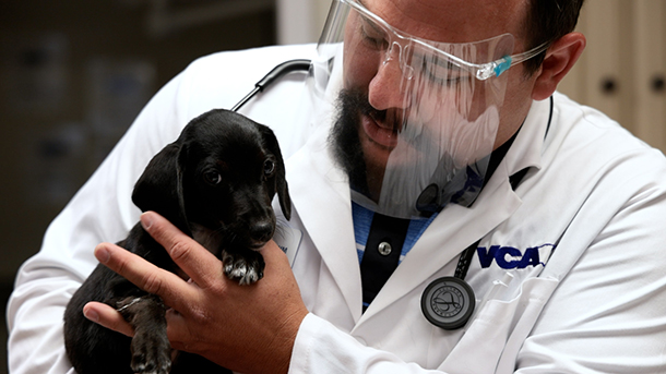 Veterinarian with puppy at VCA Woodland Broken Arrow Animal Hospital