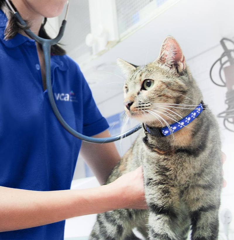 cat having a check up