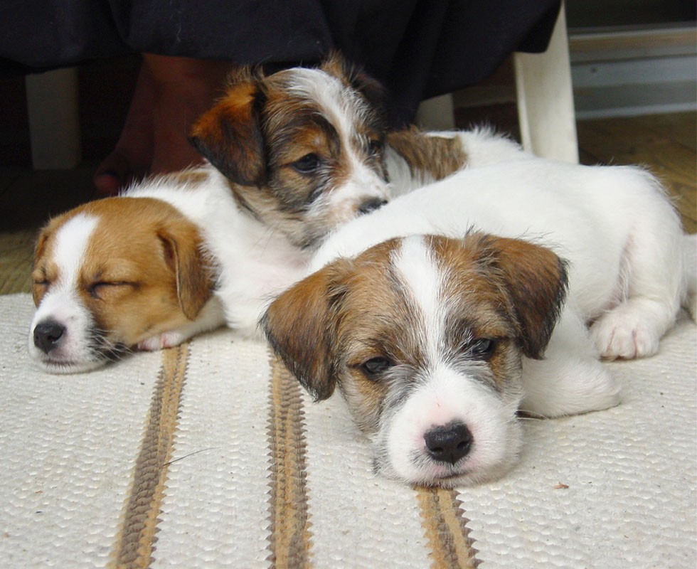 VCA Shelter Partnerships