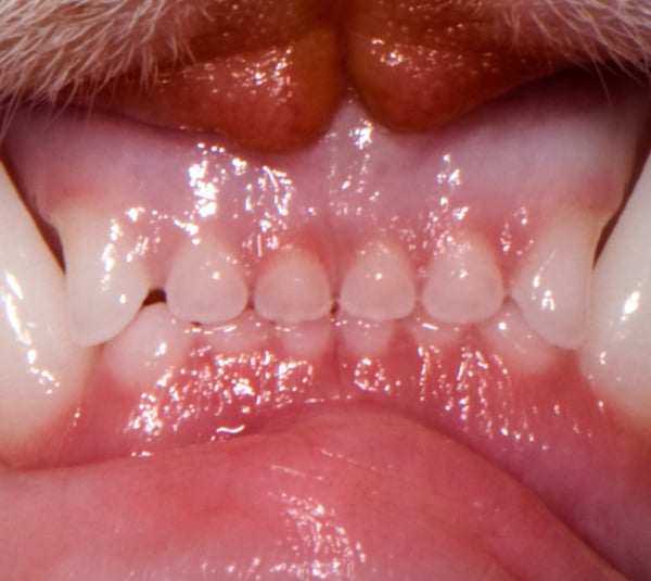 Dental Disease in Dogs VCA Animal Hospital