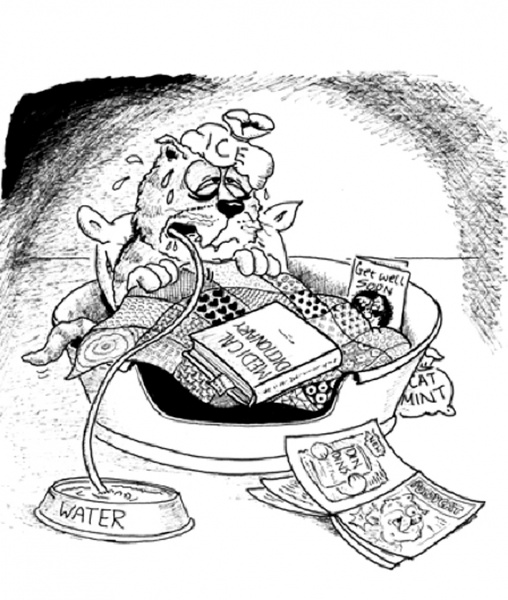 Hypokalemia or Low Potassium Levels in Cats VCA Animal Hospital