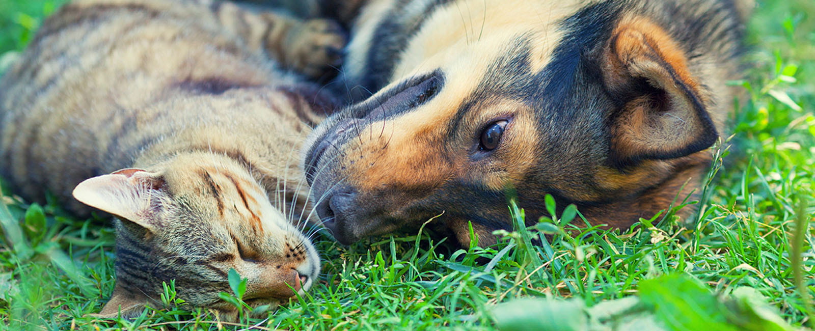 Veterinarians in Uniontown, OH VCA Green Animal Hospital