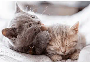 kitten felv fiv testing