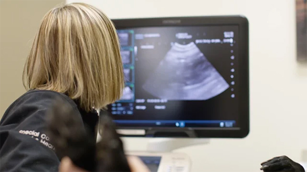 Dr. Nicole Bennett performing an ultrasound at VCA Pet Medical Center