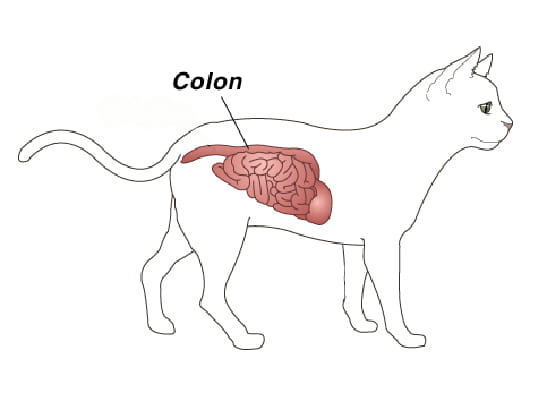 Megacolon In Kittens – Megacolon & Constipation in Cats – JWSML